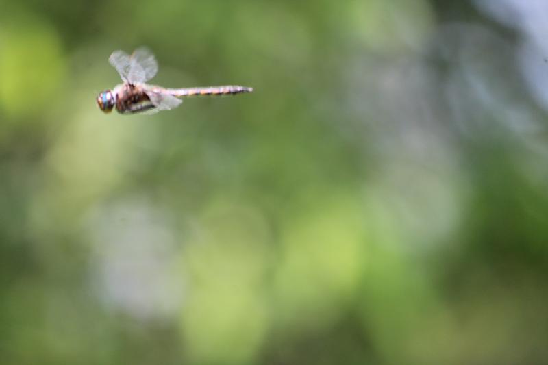 Photo of Common Baskettail