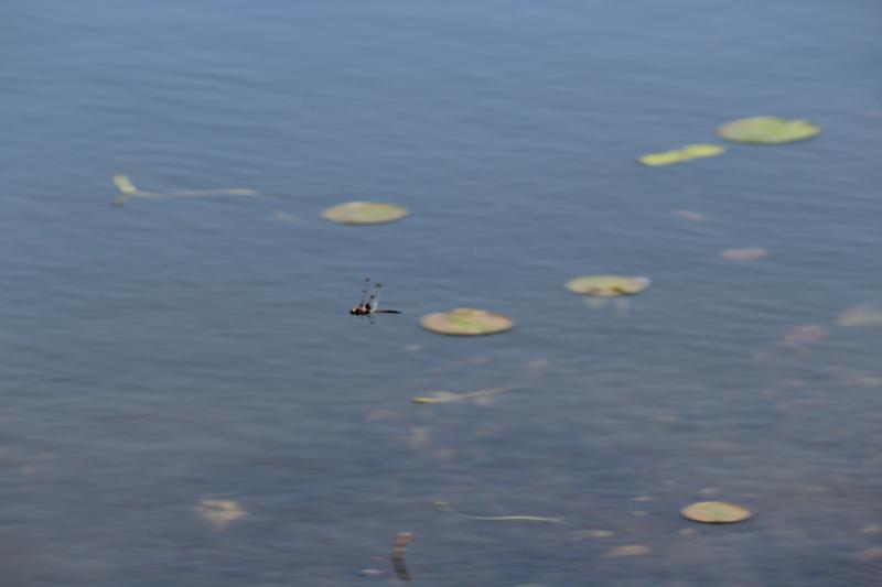 Photo of Prince Baskettail