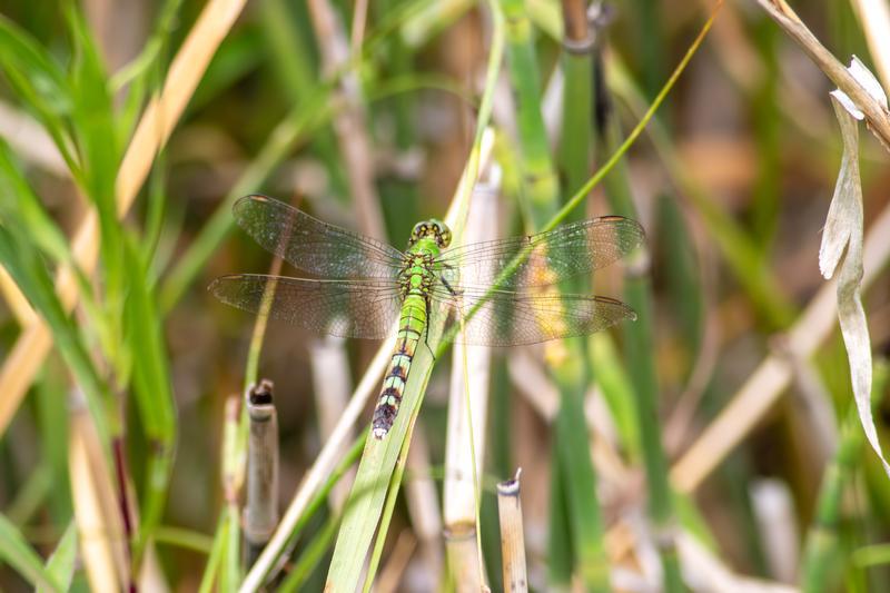 Photo of Eastern Pondhawk