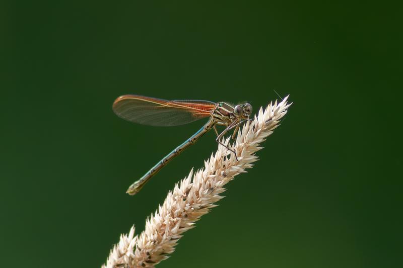 Photo of American Rubyspot