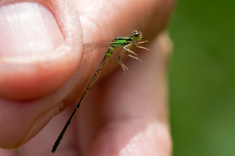 Photo of Fragile Forktail