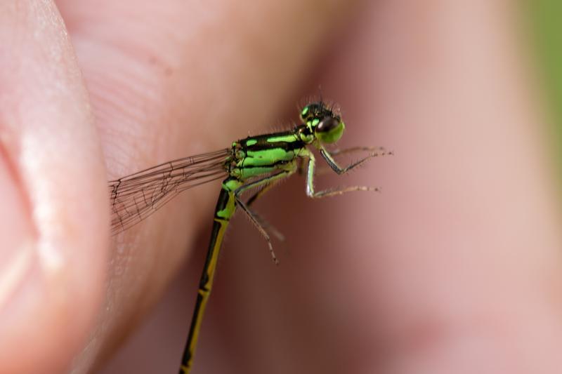 Photo of Fragile Forktail