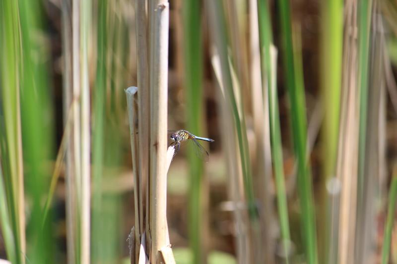 Photo of Blue Dasher