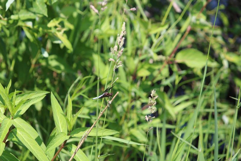 Photo of Common Whitetail
