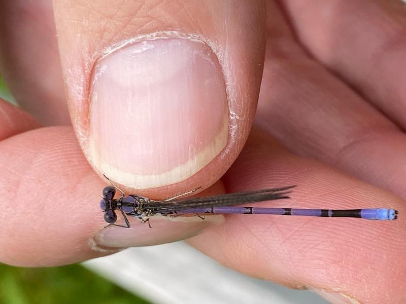 Photo of Variable Dancer (Violet Dancer ssp.)