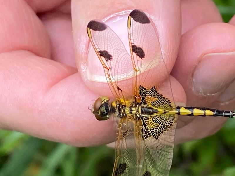 Photo of Calico Pennant