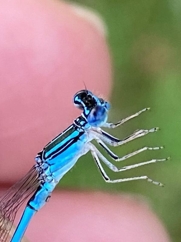 Photo of Double-striped Bluet