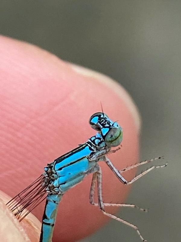 Photo of Slender Bluet