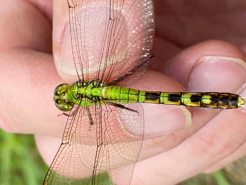 Photo of Eastern Pondhawk