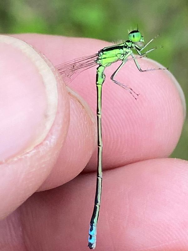 Photo of Eastern Forktail