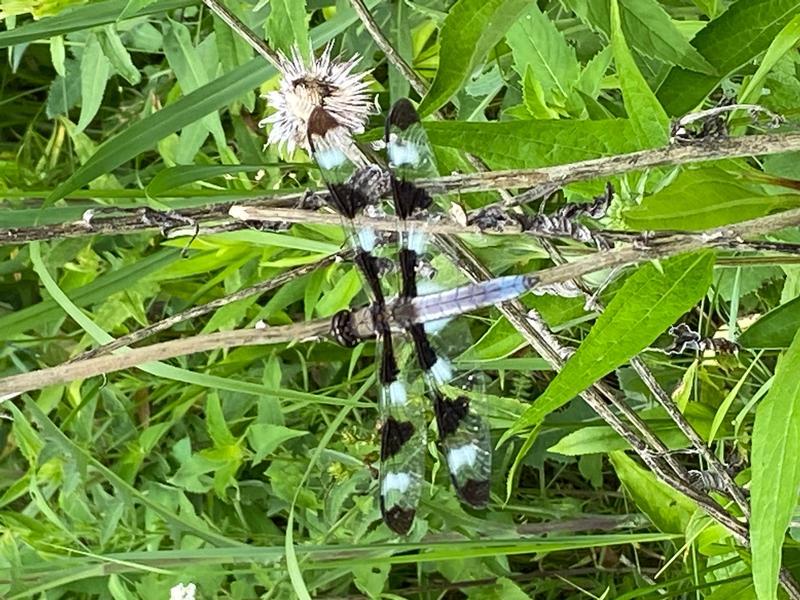 Photo of Twelve-spotted Skimmer