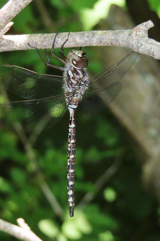 Photo of Canada Darner