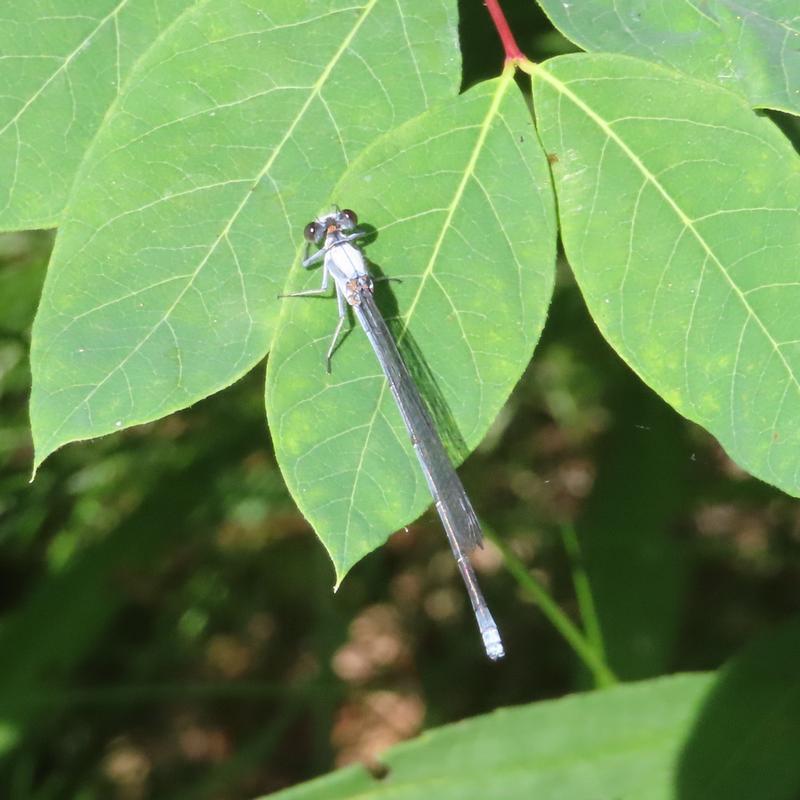 Photo of Powdered Dancer