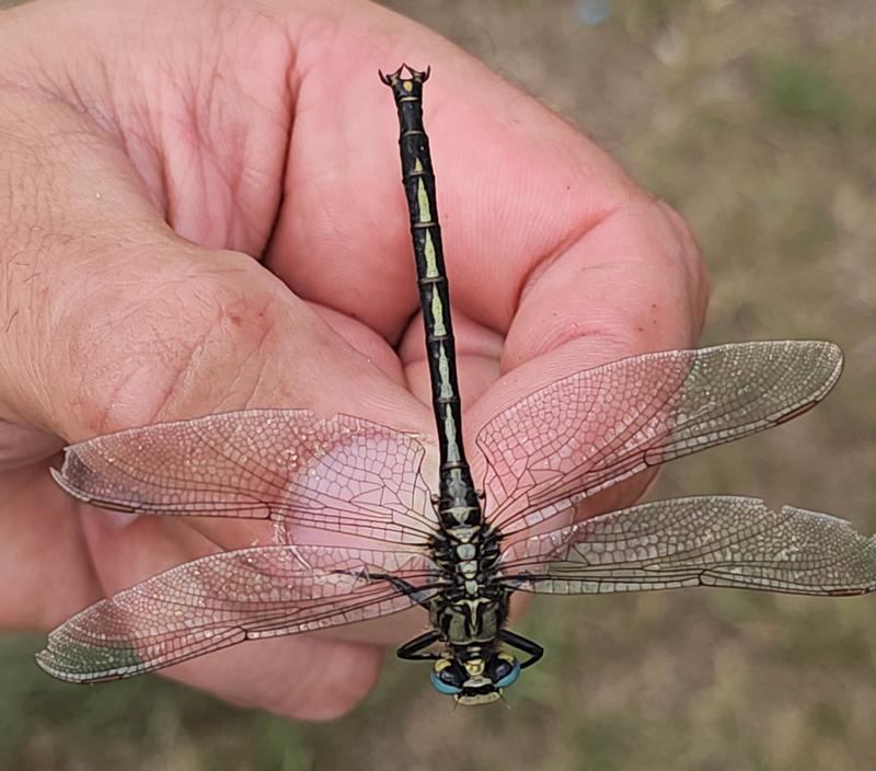 Photo of Horned Clubtail