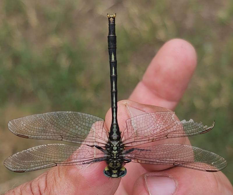 Photo of Lilypad Clubtail