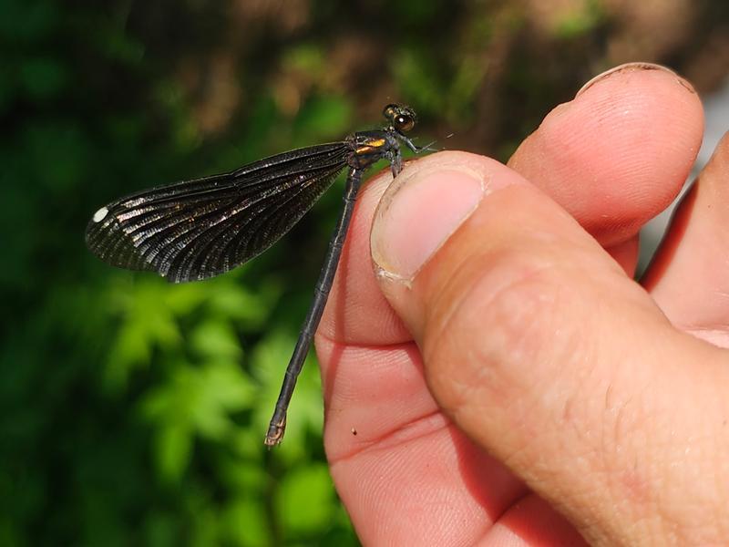 Photo of Ebony Jewelwing