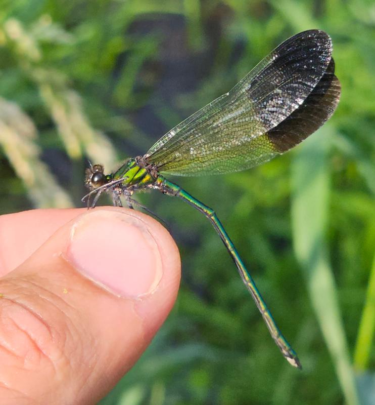 Photo of River Jewelwing