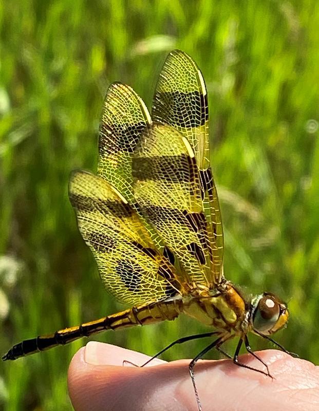 Photo of Halloween Pennant