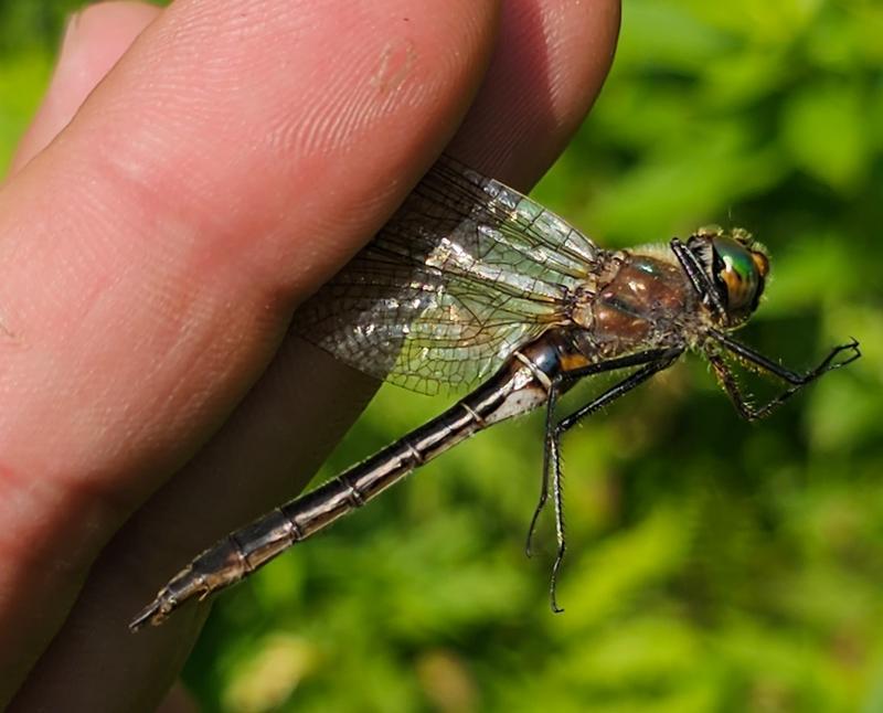 Photo of American Emerald