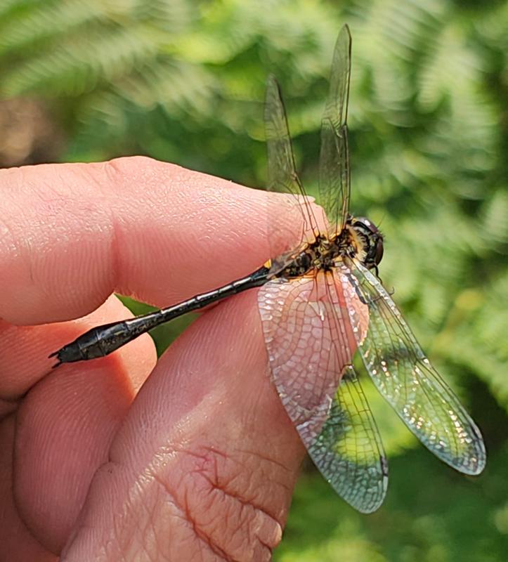 Photo of Racket-tailed Emerald