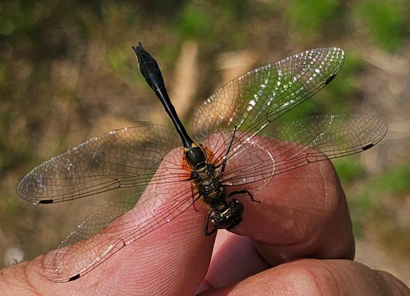 Photo of Racket-tailed Emerald