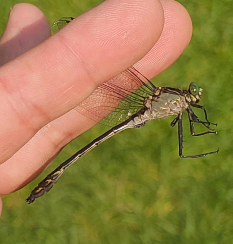 Photo of Black-shouldered Spinyleg