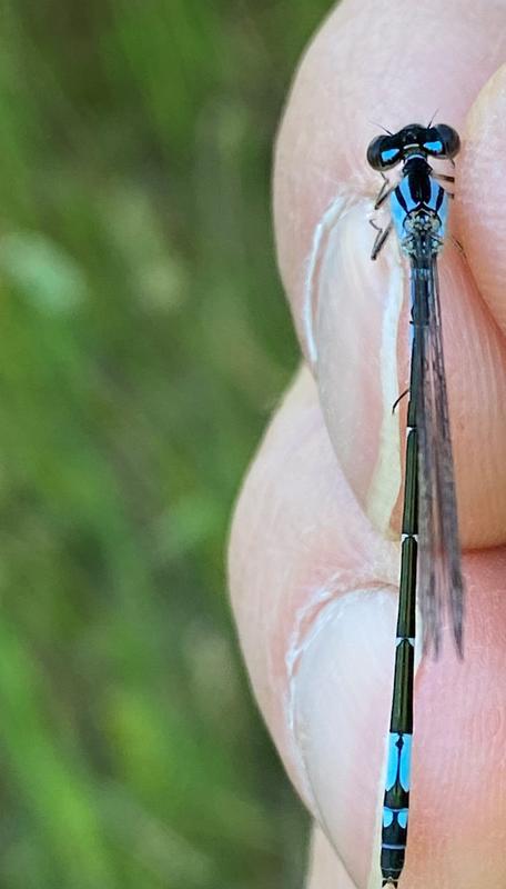 Photo of Azure Bluet