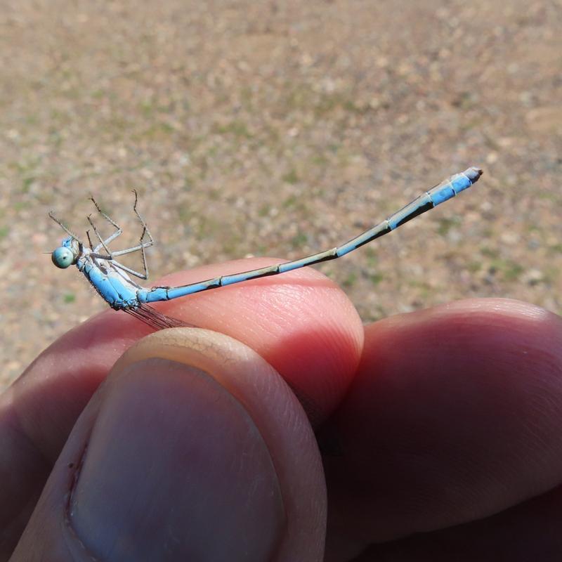 Photo of Tule Bluet