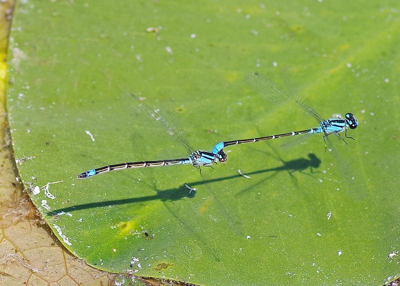 Photo of Skimming Bluet