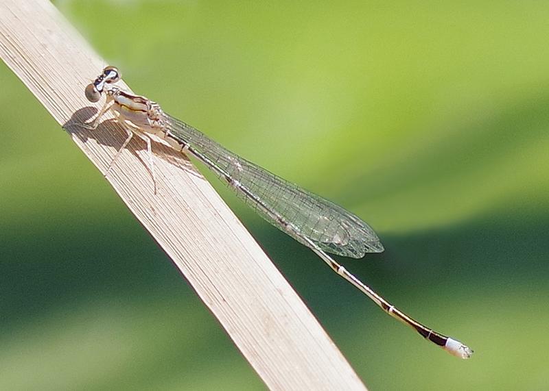 Photo of Vesper Bluet