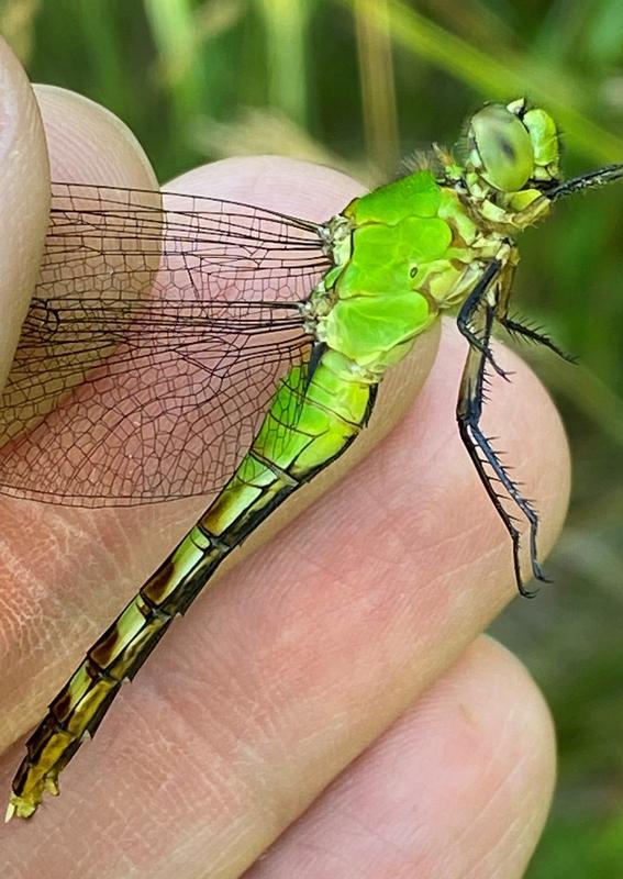 Photo of Eastern Pondhawk