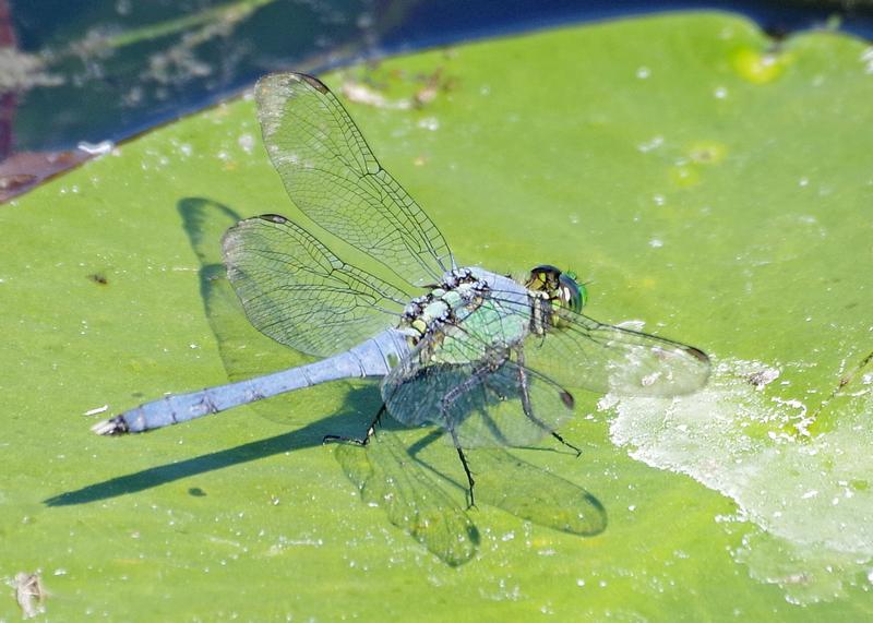 Photo of Eastern Pondhawk