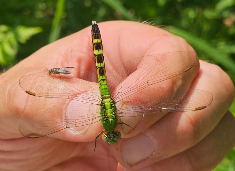 Photo of Eastern Pondhawk