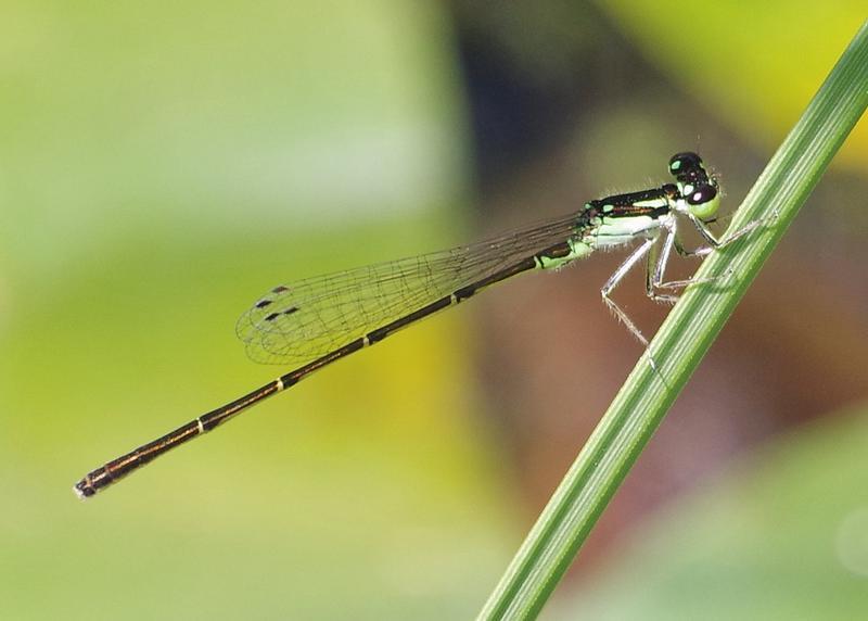 Photo of Fragile Forktail