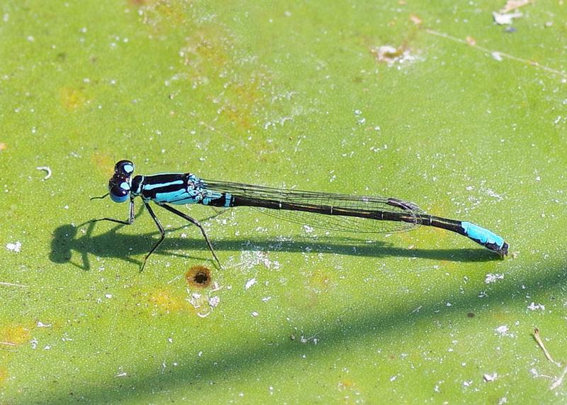 Photo of Lilypad Forktail