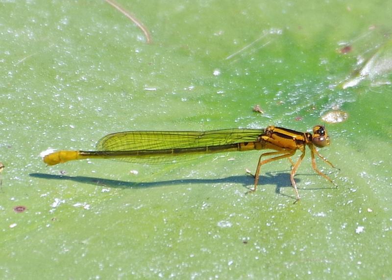 Photo of Lilypad Forktail