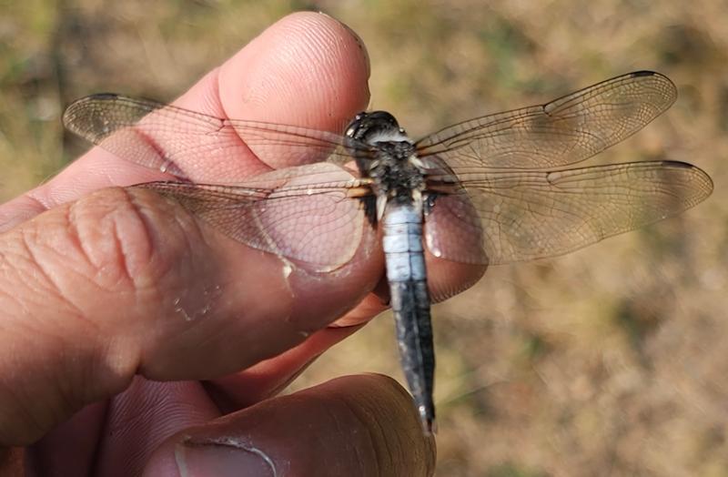 Photo of Chalk-fronted Corporal