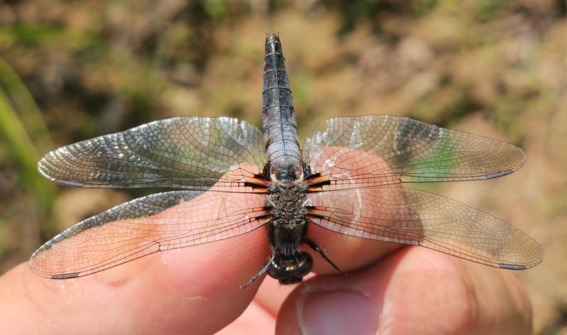 Photo of Chalk-fronted Corporal