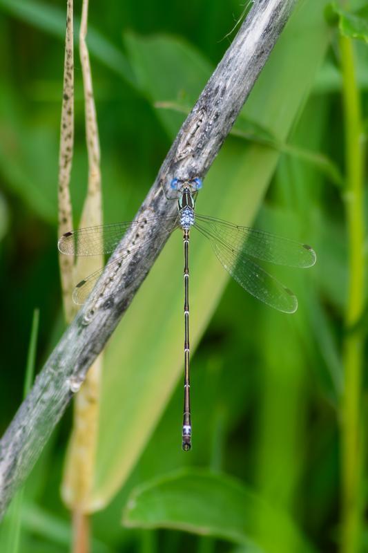 Photo of Slender Spreadwing