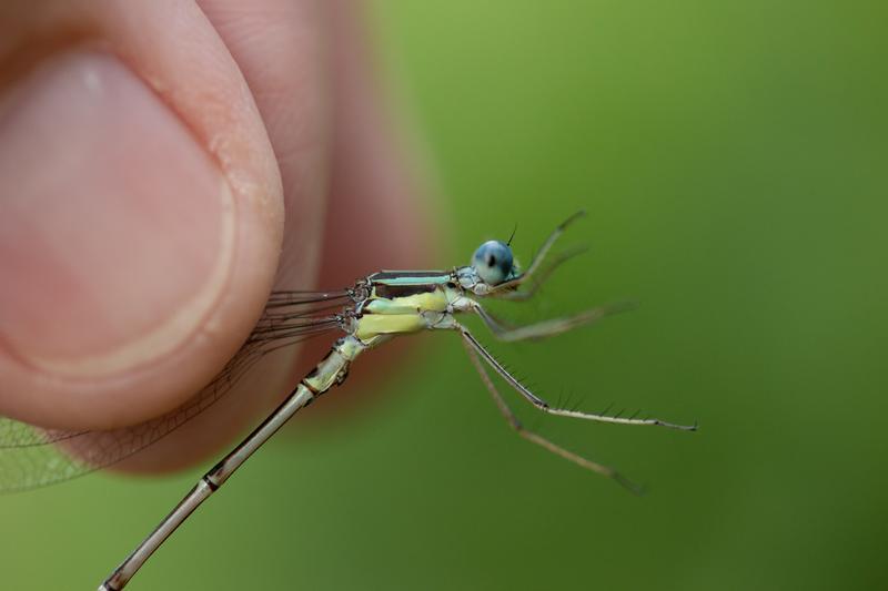 Photo of Slender Spreadwing