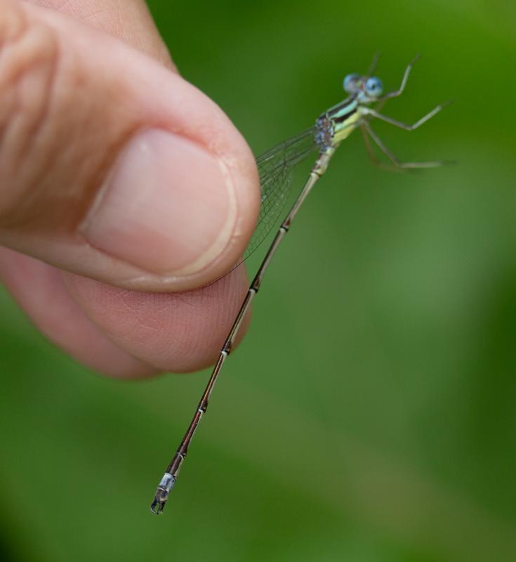 Photo of Slender Spreadwing