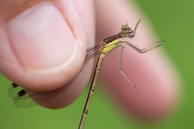 Photo of Slender Spreadwing