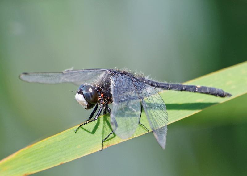 Photo of Dot-tailed Whiteface