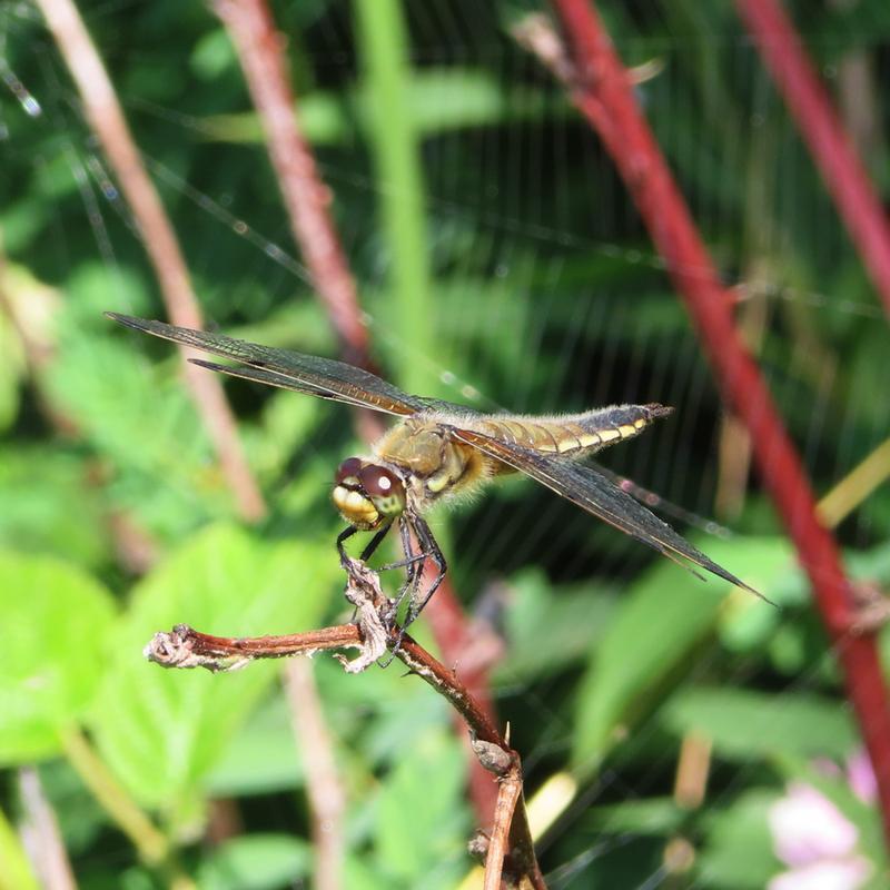 Photo of Four-spotted Skimmer