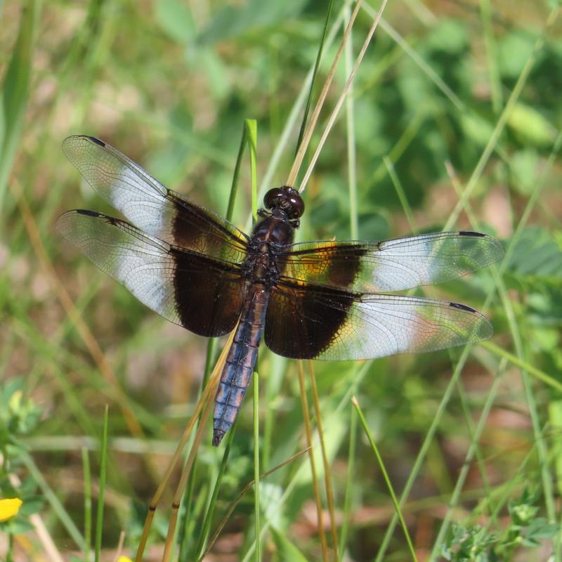 Photo of Widow Skimmer