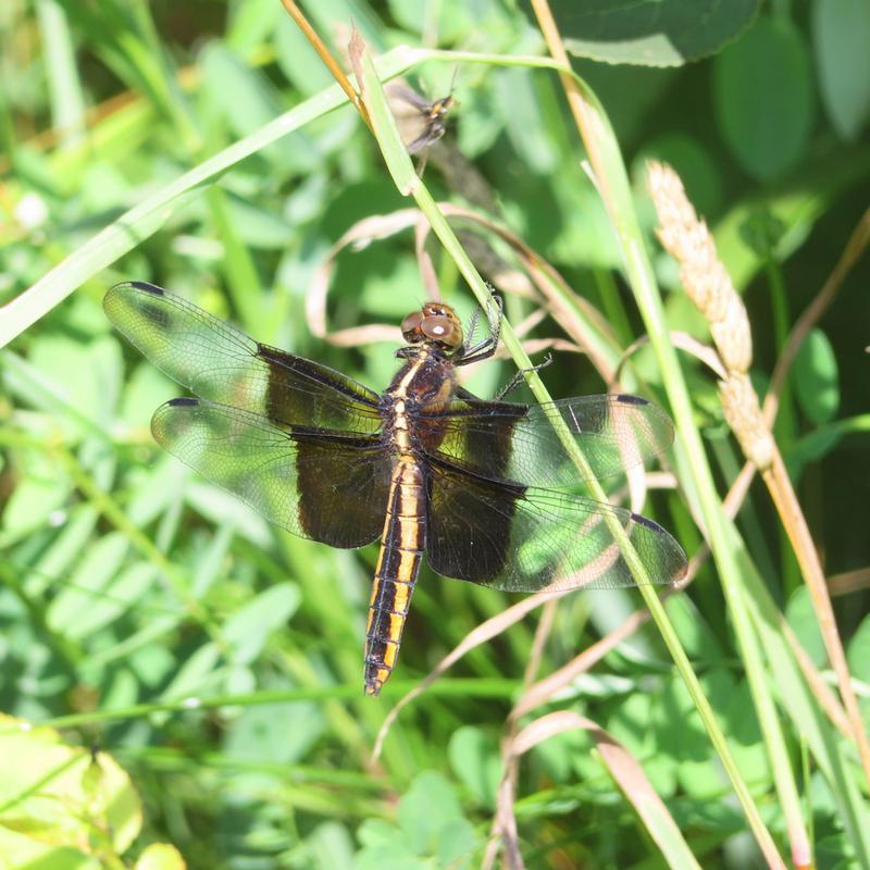 Photo of Widow Skimmer