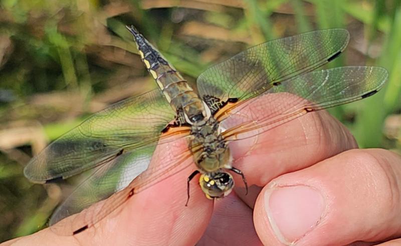 Photo of Four-spotted Skimmer