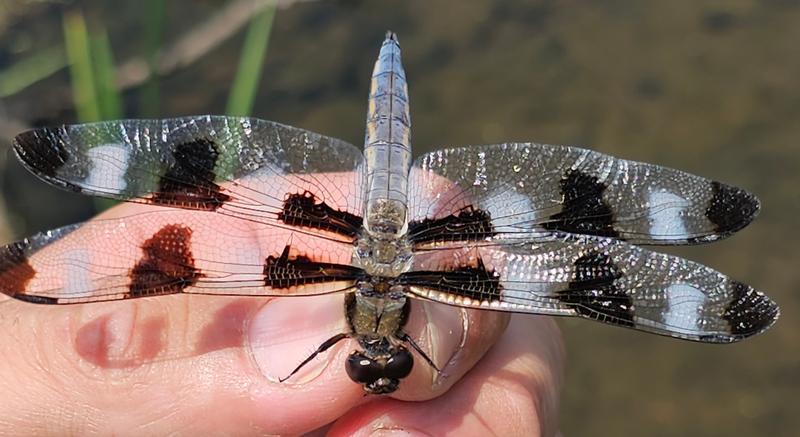 Photo of Twelve-spotted Skimmer