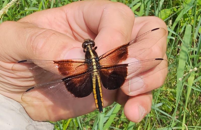 Photo of Widow Skimmer