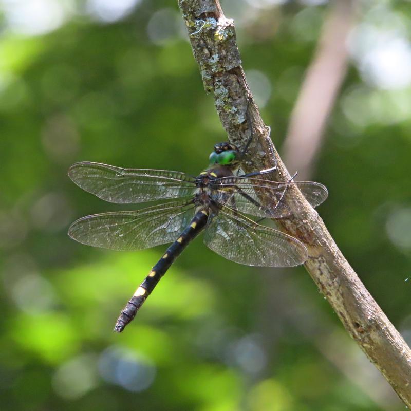 Photo of Swift River Cruiser (Illinois River Cruiser ssp.)